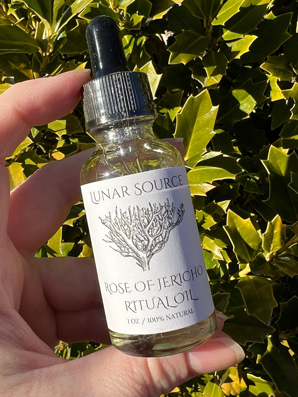 Rose of Jericho Ritual Oil | The Resurrection Plant | Witch Protection Manifestation New Beginnings Lucky Empath Spell Magickal Altar Tool