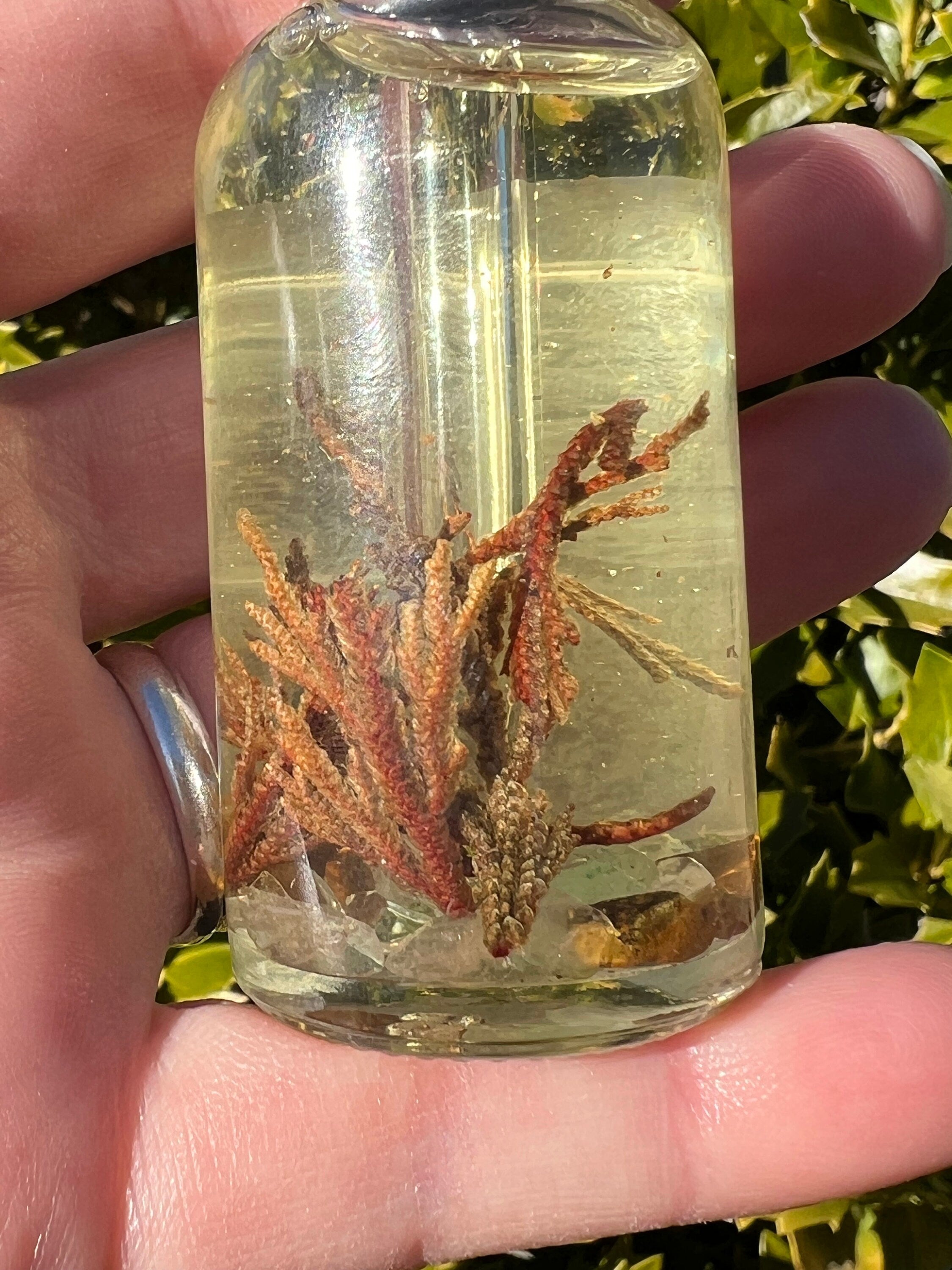 Rose of Jericho Ritual Oil | The Resurrection Plant | Witch Protection Manifestation New Beginnings Lucky Empath Spell Magickal Altar Tool